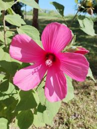 Hibiscus moscheutos