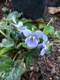 Viola odorata-ljubičica svetlo plava