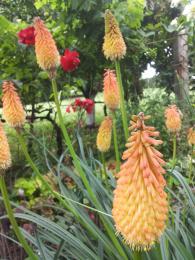 KNIPHOFIA UVARIA-TRITOMA