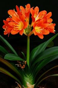 Clivia miniata splendens