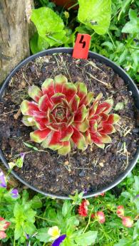 Sempervivum Jungle Fires