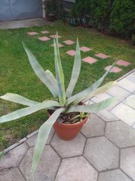 Yucca Agava