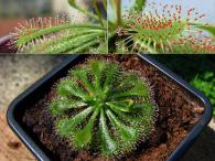 Biljka mesožderka - Drosera spathulata