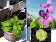 Biljka mesožderka - Pinguicula Tina