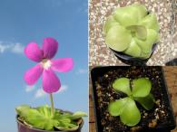 Biljka mesožderka - Pinguicula Sethos