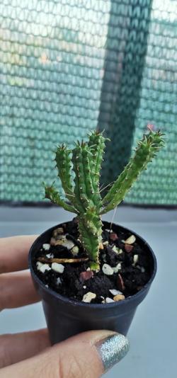 Kaktusi: Euphorbia mammillaris