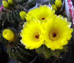 Kaktusi: Kaktus Notocactus Ottonis 40 komada