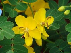 2YPPA_SENA-Cassia-angustifolia-seme_slika_O_87804789.jpg