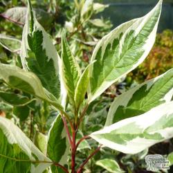 Sadnice - žbunaste vrste: Ukrasni Dren - Cornus Alba Elegantissima
