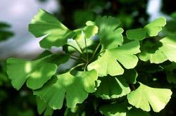 Sadnice - drveće: Ginko biloba