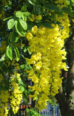 Seme žbunastih vrsta: Zlatna kisa - Laburnum anagyroides - SEME