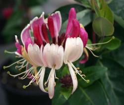 Sadnice - puzavice: Orlovi nokti ROZI - Lonicera Hecrottii 2.god.