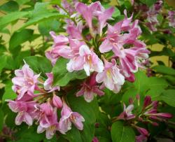 Sadnice - žbunaste vrste: Jasmin - Weigela Rozi 2 god.
