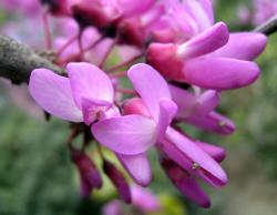 Seme žbunastih vrsta: Judino drvo - Cercis siliquastrum - SEME