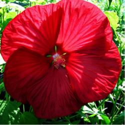 Seme cveća: Močvarni hibiscus Crveni - Hibiscus moscheutos SEME