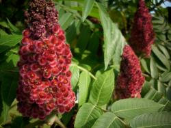 Sadnice - drveće: Kiseli ili Dlakavi ruj – Rhus typhina 3 GOD.