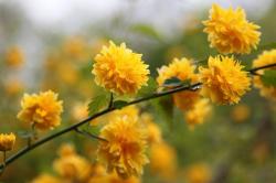 Sadnice - žbunaste vrste: Keria japonica – pleniflora 2.god