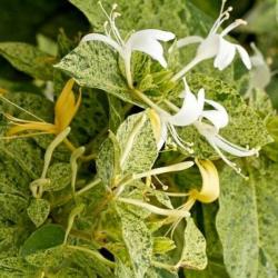 Sadnice - puzavice: Orlovi nokti - Lonicera japonica Mint Crisp