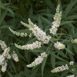 Sadnice - žbunaste vrste: Konopljika, divlji biber (Vitex alba) 1.god