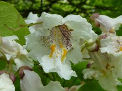 Sadnice - drveće: Katalpa - Katalpa bignonioides