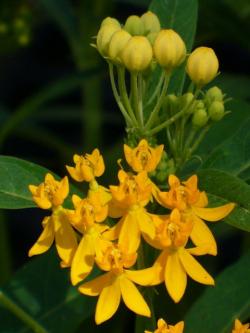 Sadnice - žbunaste vrste: Asclepias curassavica - žuta - Grčki lijander