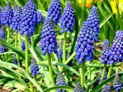 Lukovice: Muscari armeniacum