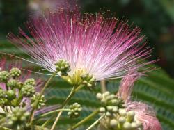Sadnice - drveće: Albicija - Albizia julibrissin