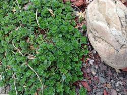 Perene: Sedum