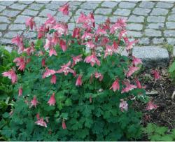 Perene: Akvilegija roze