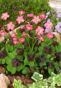 Perene: Oxalis depei