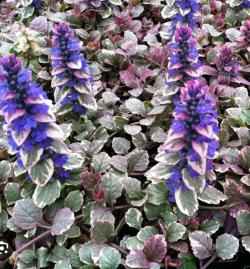 Perene: Ajuga trikolor