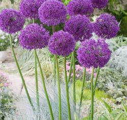 Lukovice: Allium holandicum