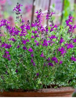Sadnice - žbunaste vrste: Salvija purpurea