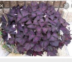 Perene: Detelina ljubicasta