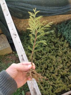 Reznice: Reznice Smaragd, Elvudi, Plava Globoza.