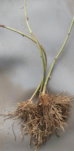 Sadnice - voće: Sadnica kupine Tripl Crown