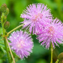 Seme cveća: Mimosa Pudica (Stidljiva Mimoza)-Biljka koja reaguje na dodir..