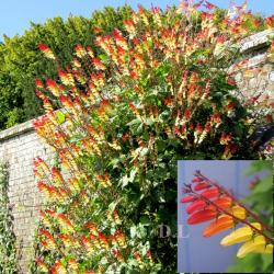 Seme žbunastih vrsta: Ipomoea Lobata-Jungle Queen- I do 5m visine,12 prelepih cvetova na jednom klasu..