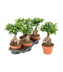 Bonsai: Ficus Bonsai Ginseng 35cm