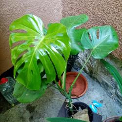 Sadnice - sobne biljke: Filadendron monstera