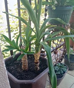 Sadnice - sobne biljke: Drvo života, sobna juka