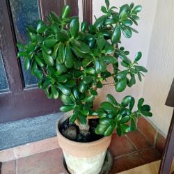 Sadnice - sobne biljke: Krasula