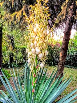 Perene: Yucca filamentosa-bastenska juka 