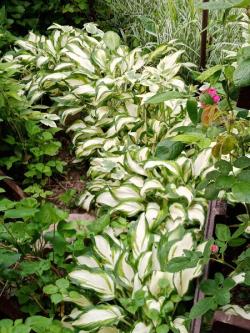 Perene: Sarena hosta( Hosta undulata „Medio Variegata“)