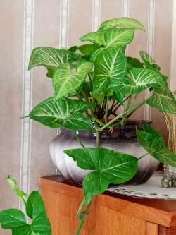 Sadnice - sobne biljke: Singonijum-kopljasta lozica