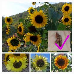 Seme cveća: Ukrasni suncokret