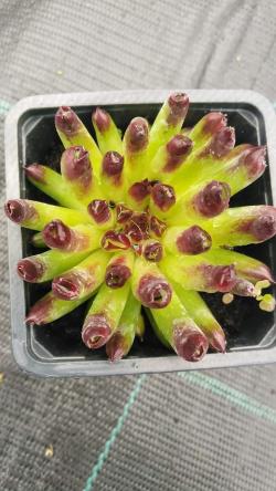 Perene: Sempervivum Oddity 