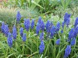 Lukovice: Divlji zumbul, Plava presličica (Muscari Armeniacum)