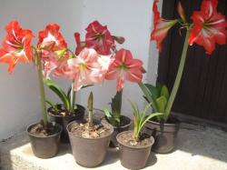 Lukovice: Amarilis