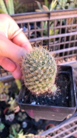 Kaktusi: Mammillaria Wiildii